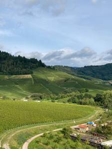 Feldweg zieht sich durch Weinberge